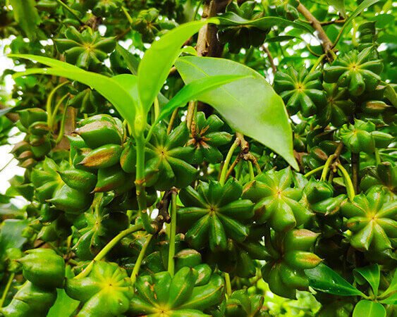 green star anise